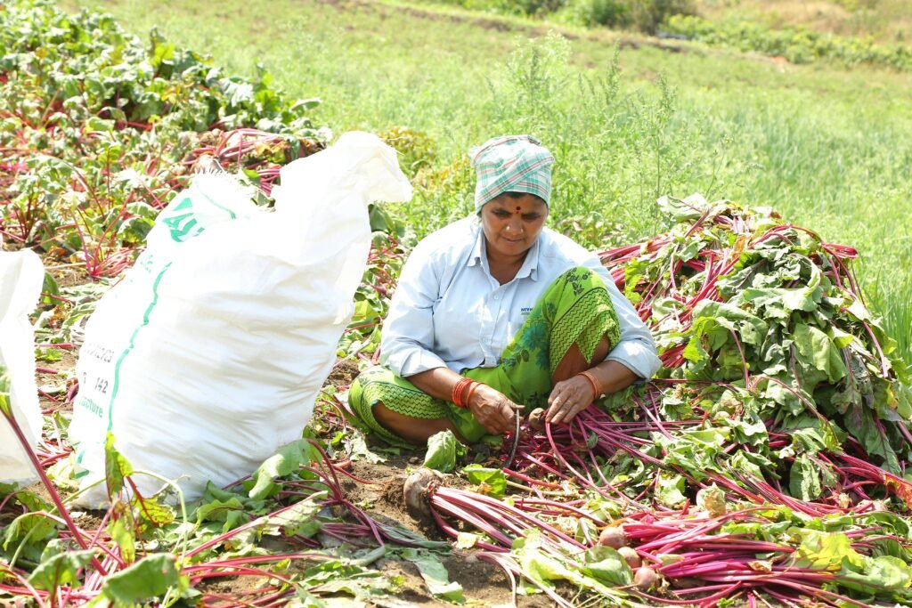 Indian woman harvesting beets in a lush green farm field.
